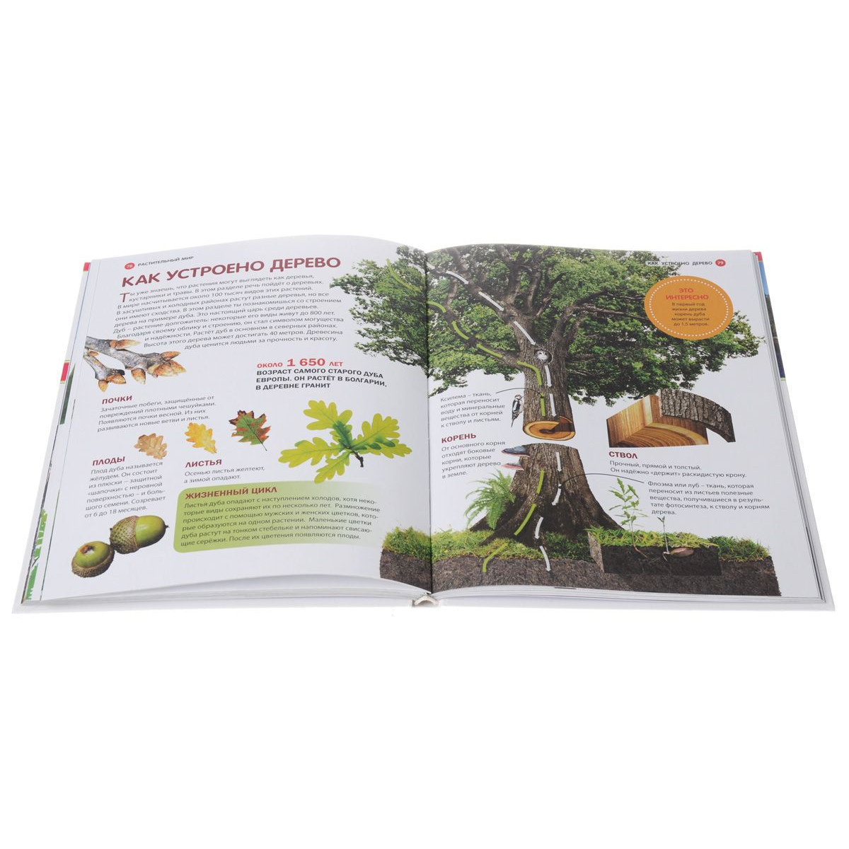 Большая детская энциклопедия - Горы, леса и растительный мир  