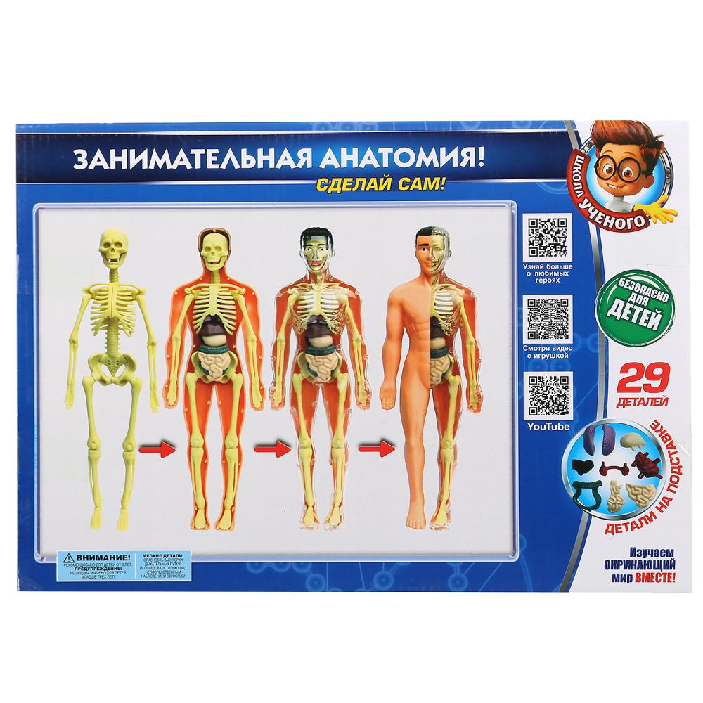 Набор для опытов Тело человека 3D-пазл Школа ученого  