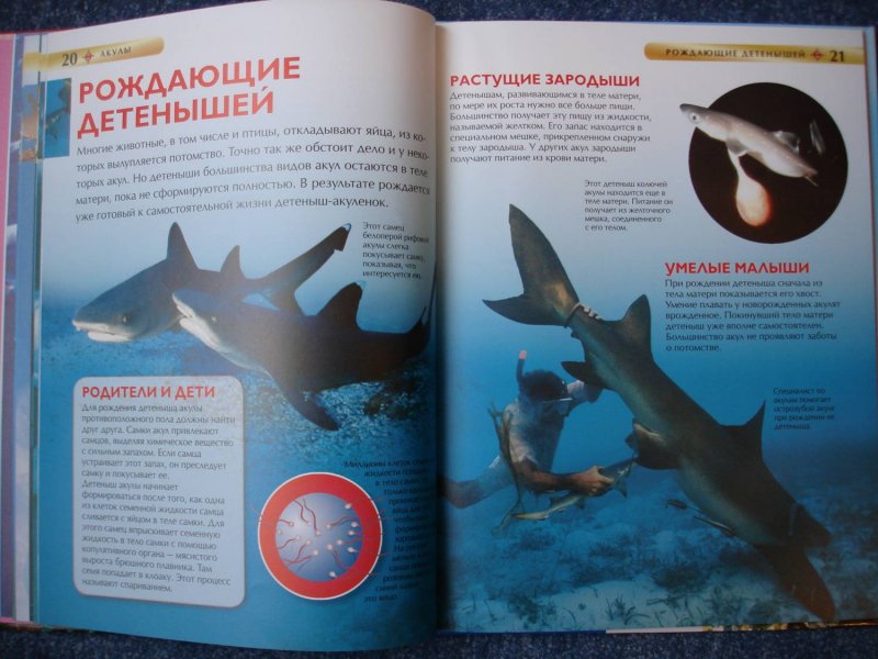 Детская энциклопедия "Акулы"  