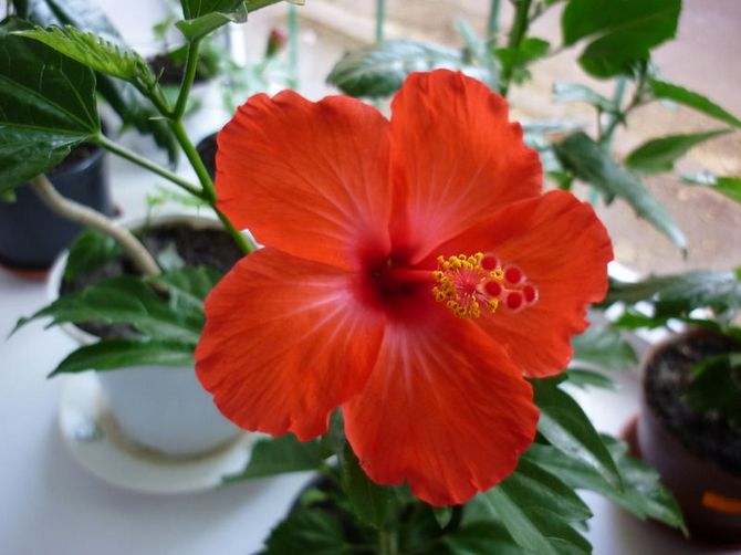 Набор для выращивания растений - Гибискус - Сумасшедшая роза  