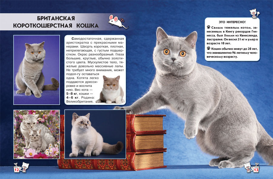 Книга из серии Мир вокруг нас - Кошки. Фотоэнциклопедия  