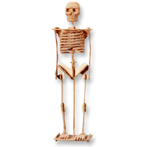 Модель деревянная сборная - Скелет человека, 3 пластины  