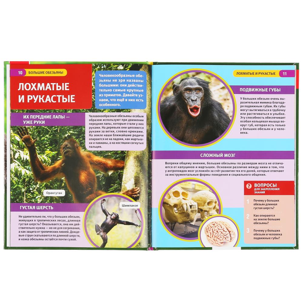 Энциклопедия с развивающими заданиями - Большие обезьяны, формат А4  