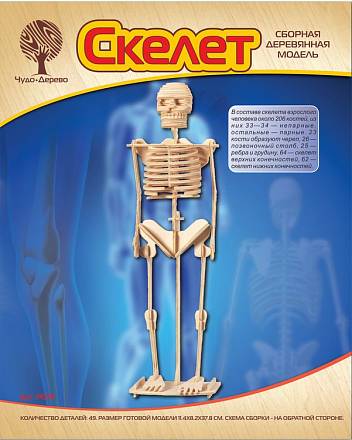 Модель деревянная сборная - Скелет человека, 3 пластины 