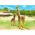 Зоопарк: Жираф со своим детенышем жирафом  - миниатюра №2