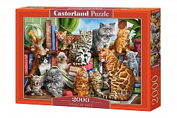 Пазлы Castorland – Кошки, 2000 элементов (Castorland, C-200726) - миниатюра